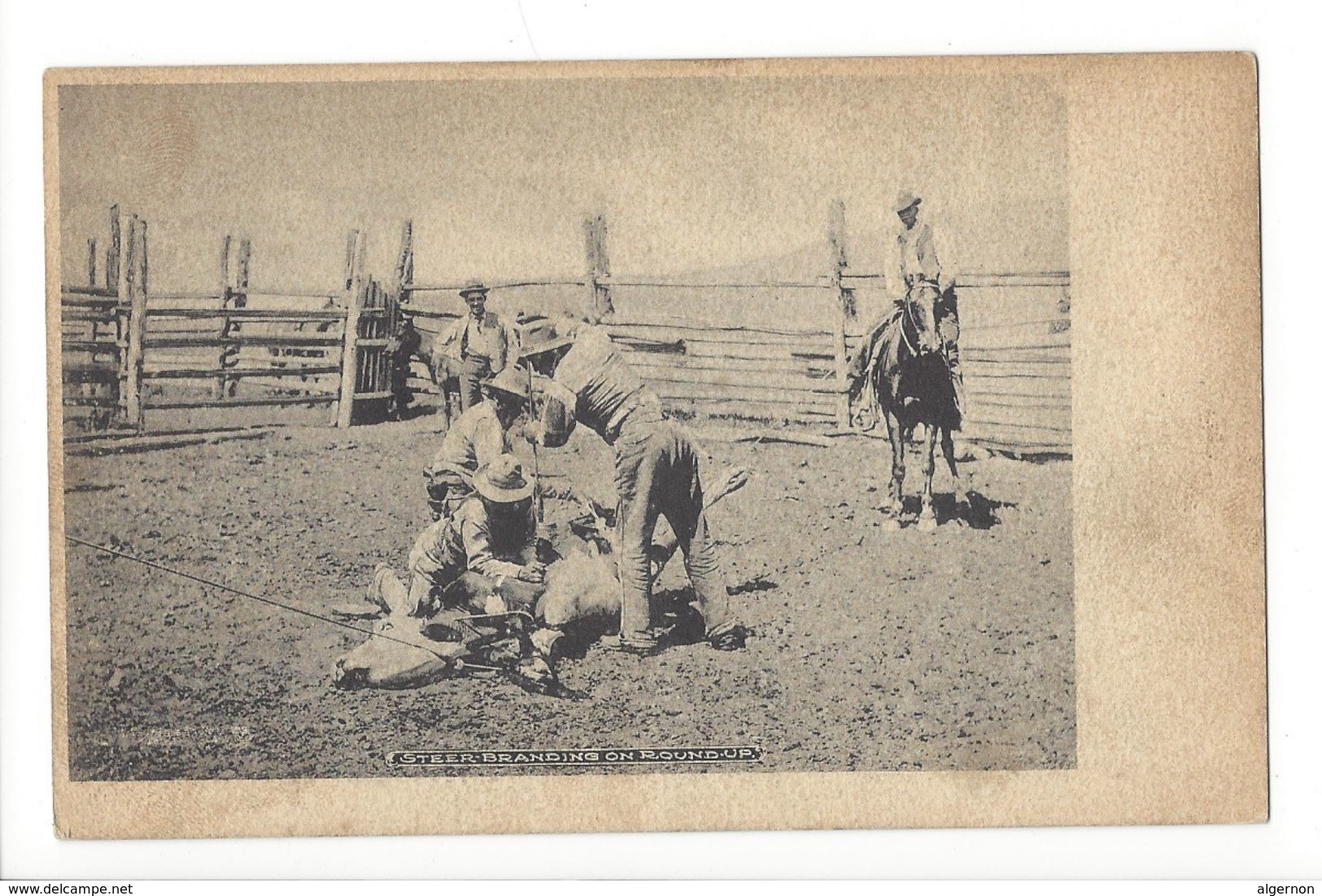 18438 -  Steer Branding On Round Up Horse - Vaches