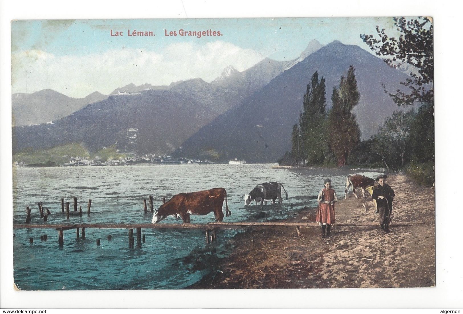 18444 -  Lac Léman Les Grangettes Vaches - Autres & Non Classés