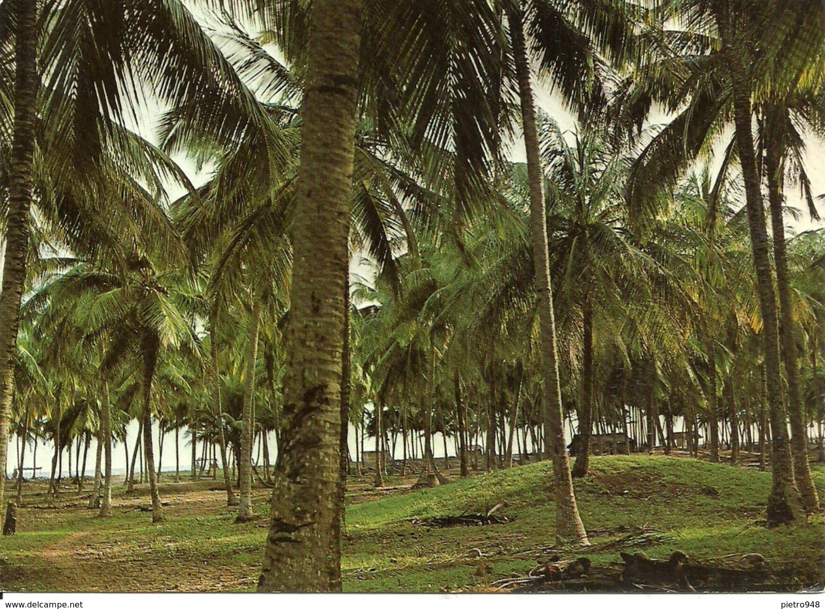 Lagos (Nigeria) Lagos State, Coconut Palm Forest At Badagry Beach, Foret De Cocotiers à La Plage De Bagadry - Nigeria