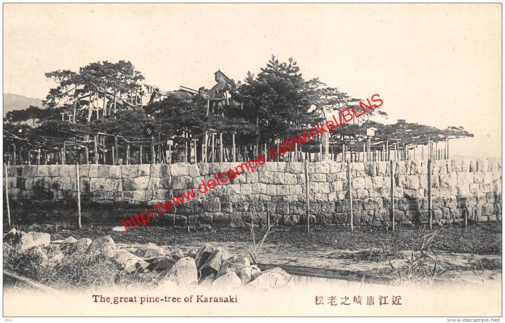 The Great Pinte-tree Of Karasaki - Other & Unclassified