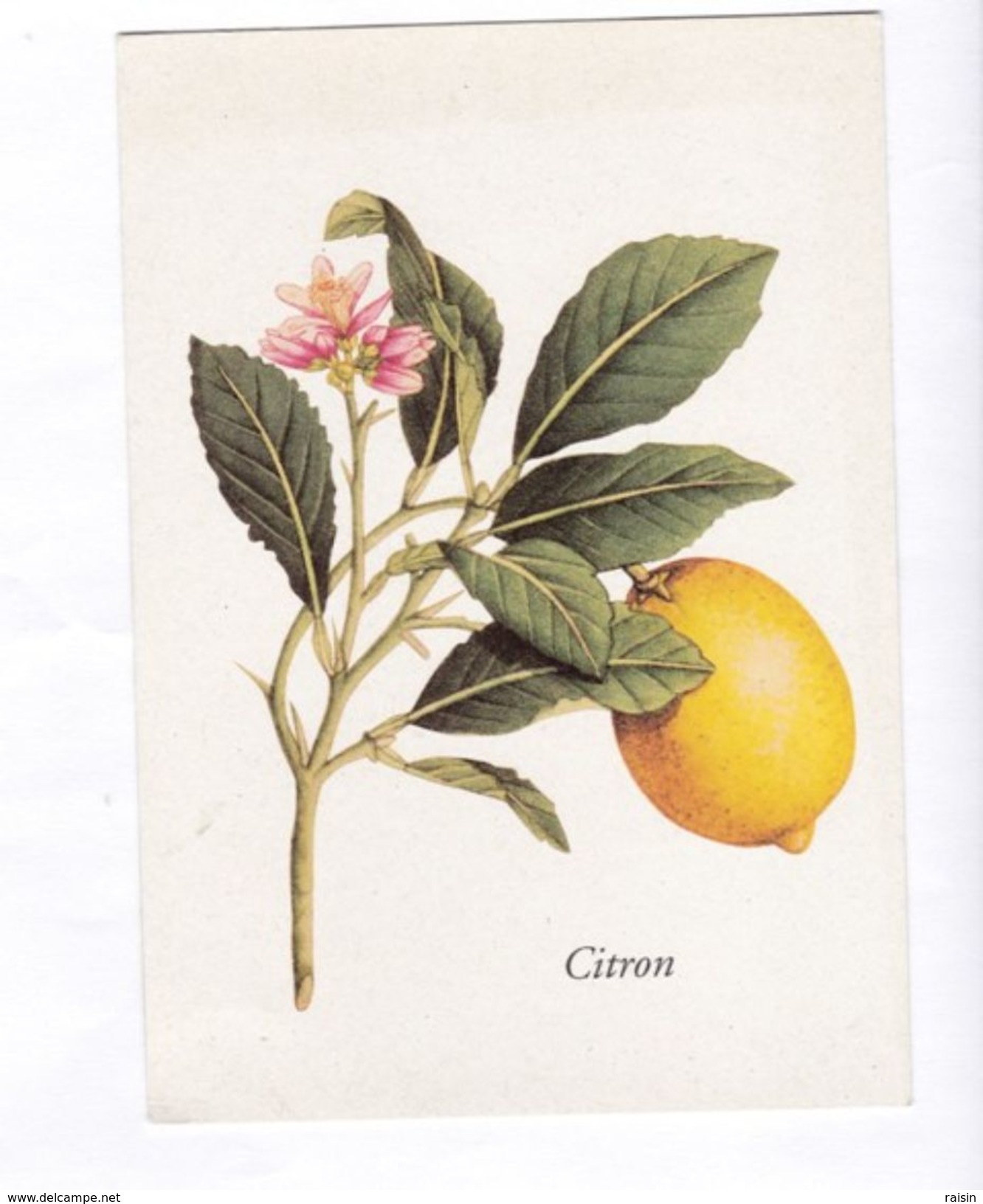 Fruit Le Citron Citrus Limonum Risso  Yves Rocher éd.   TBE - Geneeskrachtige Planten
