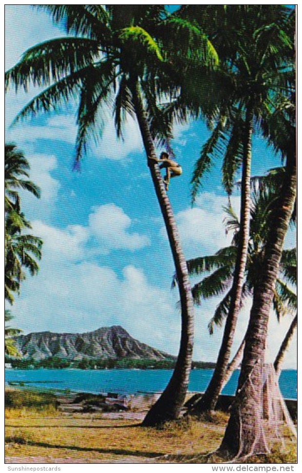 Hawaii Tree Climber On The Shores Of Waikiki 1971 - Oahu