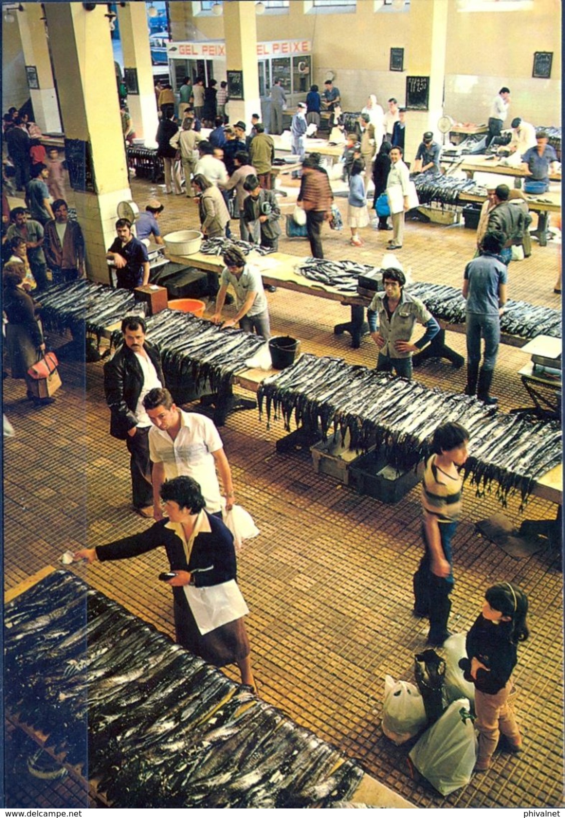 TARJETA POSTAL NO CIRCULADA , PORTUGAL - FUNCHAL ( MADEIRA ) , MERCADO DE PESCADO - Mercados