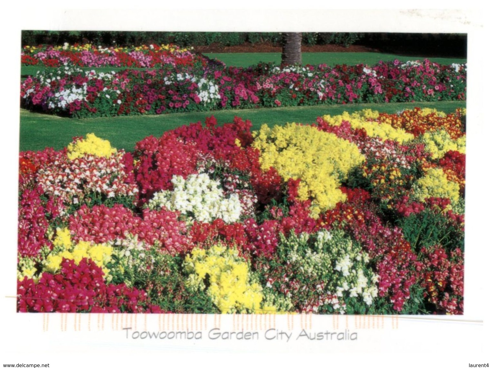 (615) Australia - With Stamp At Back - QLD - Toowoonba - Towoomba / Darling Downs