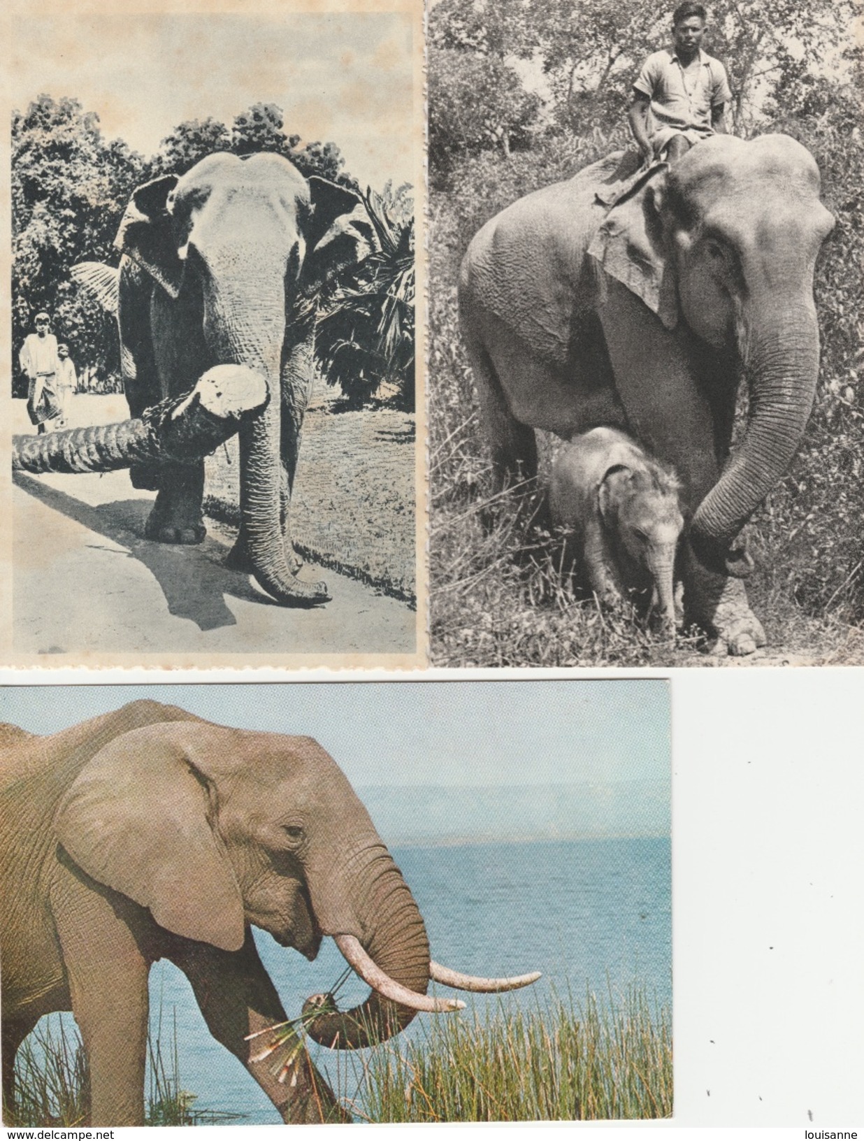 17 /1 2 / 197  -  LOT  DE  7  CP  D' ÉLÉPHANTS - 5 - 99 Cartes