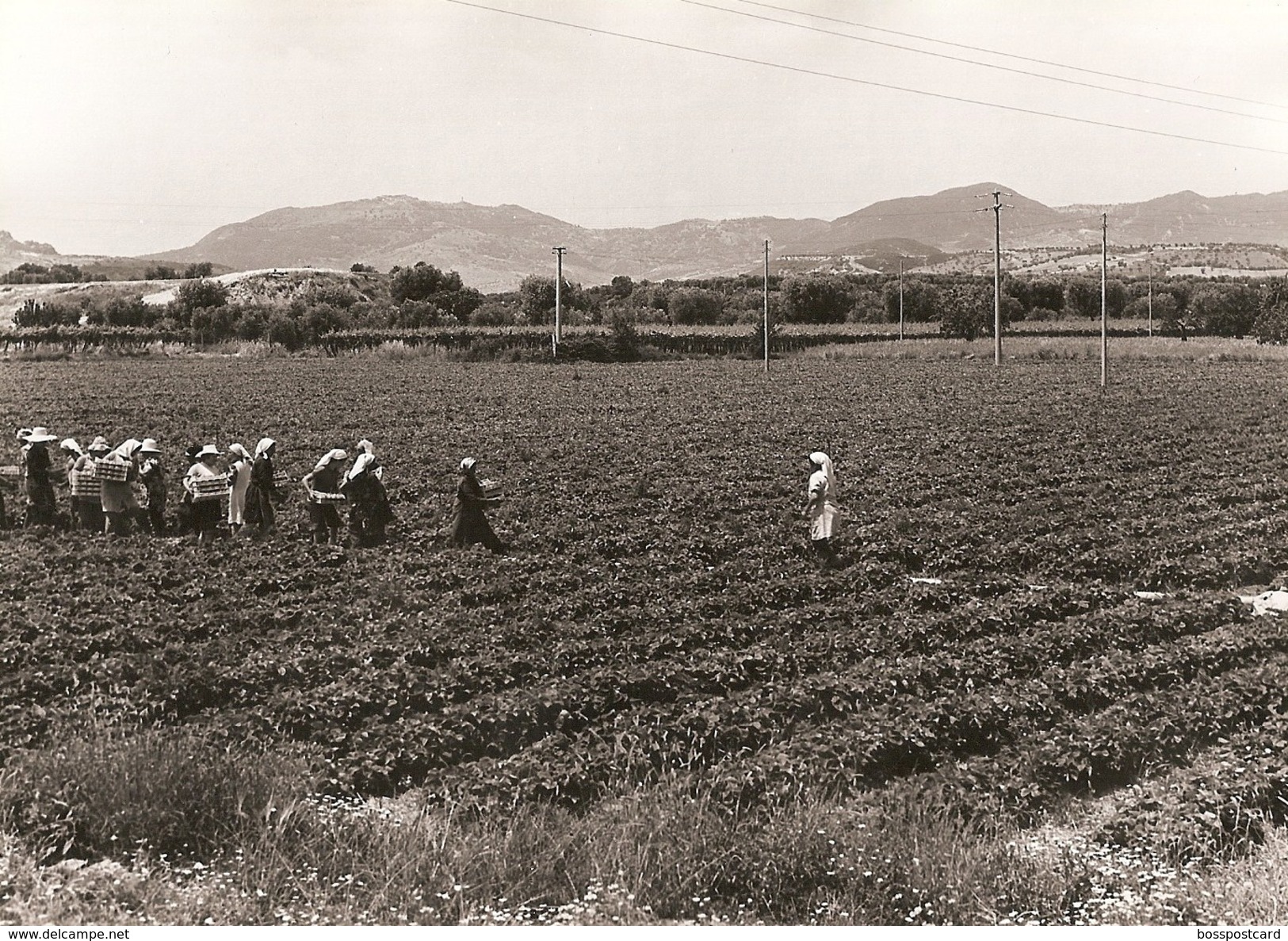 Basilicata - REAL PHOTO (12,7 X 17,7 Cm) - Campagna - Costumi - Italia - Other & Unclassified