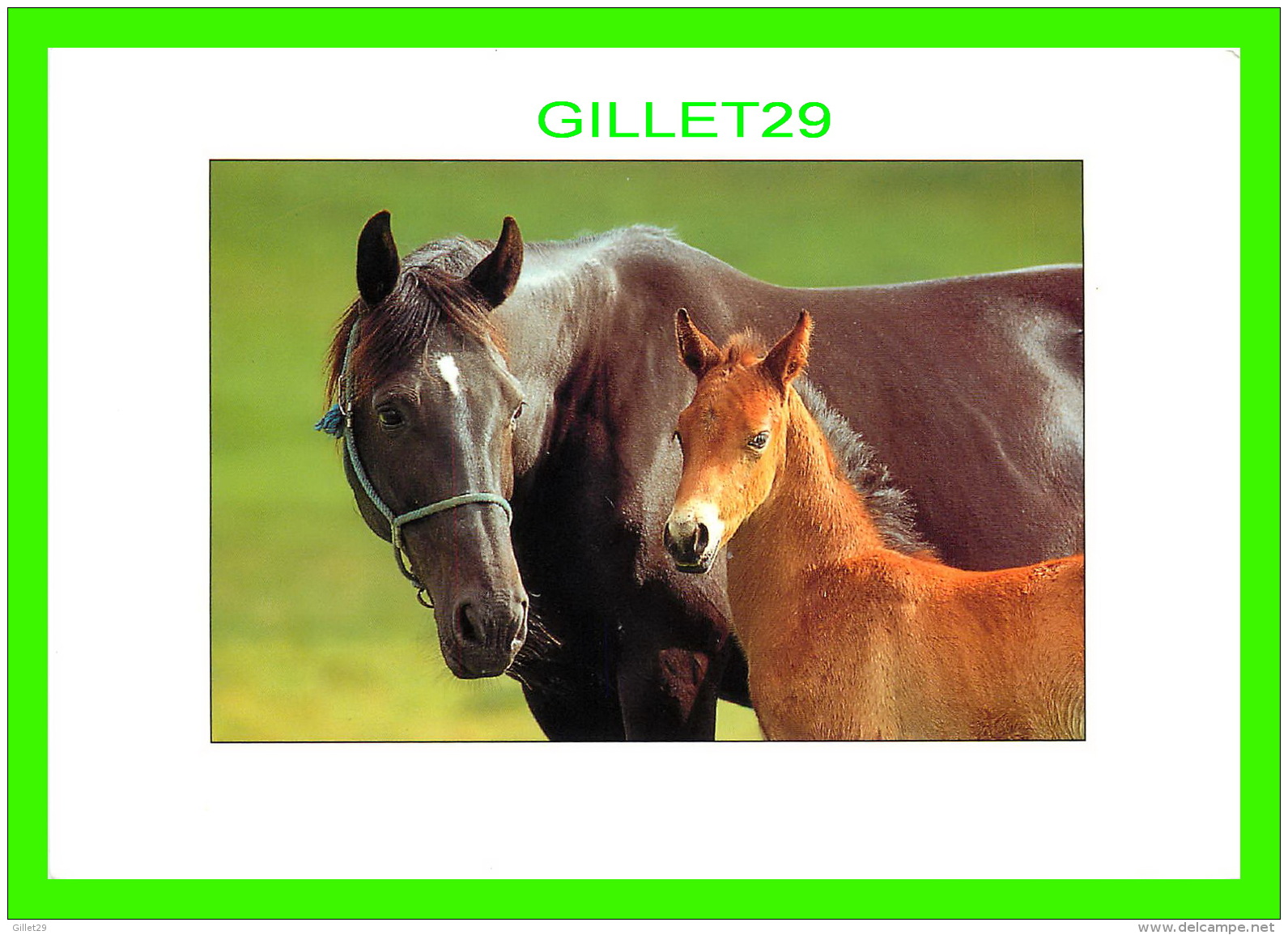 CHEVAUX - HORSES - UNE MÈRE AVEC SON POULIN - PHOTO OLIVIER HOUDART - ÉDITION ALAIN BEAUDRY - ÉCRITE EN 2005 - - Chevaux