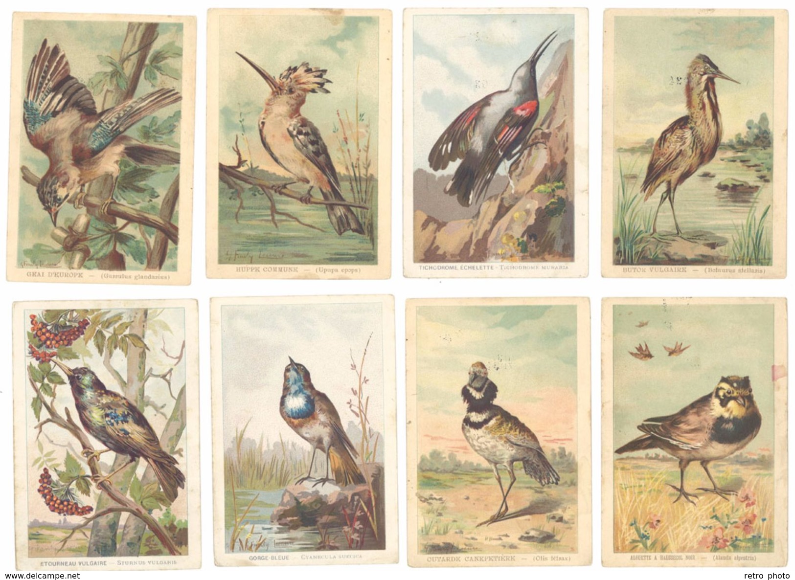 Lot 17 Chromos Grand Format Oiseaux, Alouette, Linotte, Traquet, Sitelle, Grive, Cini, ...signées Lescure - Sonstige & Ohne Zuordnung