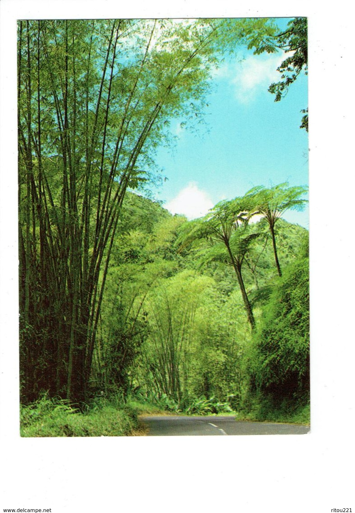 Cpm Martinique - LA ROUTE DE LA Trace FORET TROPICALE - 1987 - ARBRES - - Autres & Non Classés