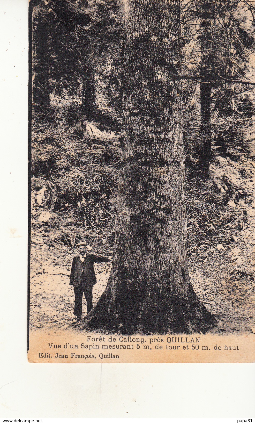 11 - QUILLAN - Forêt De Collong - Sapin Mesurant 5 M De Tour Et 50 M De Haut - Autres & Non Classés