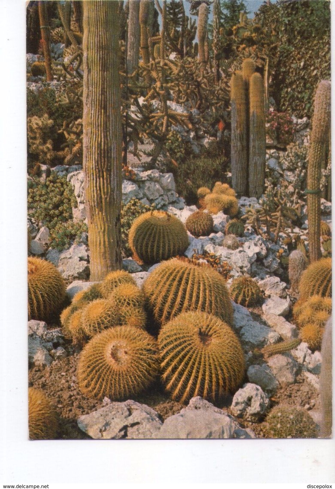 U975 Postcard: Jardin Exotique De Eze Village (cote D'azur, France) _ Not Writed - Cactusses