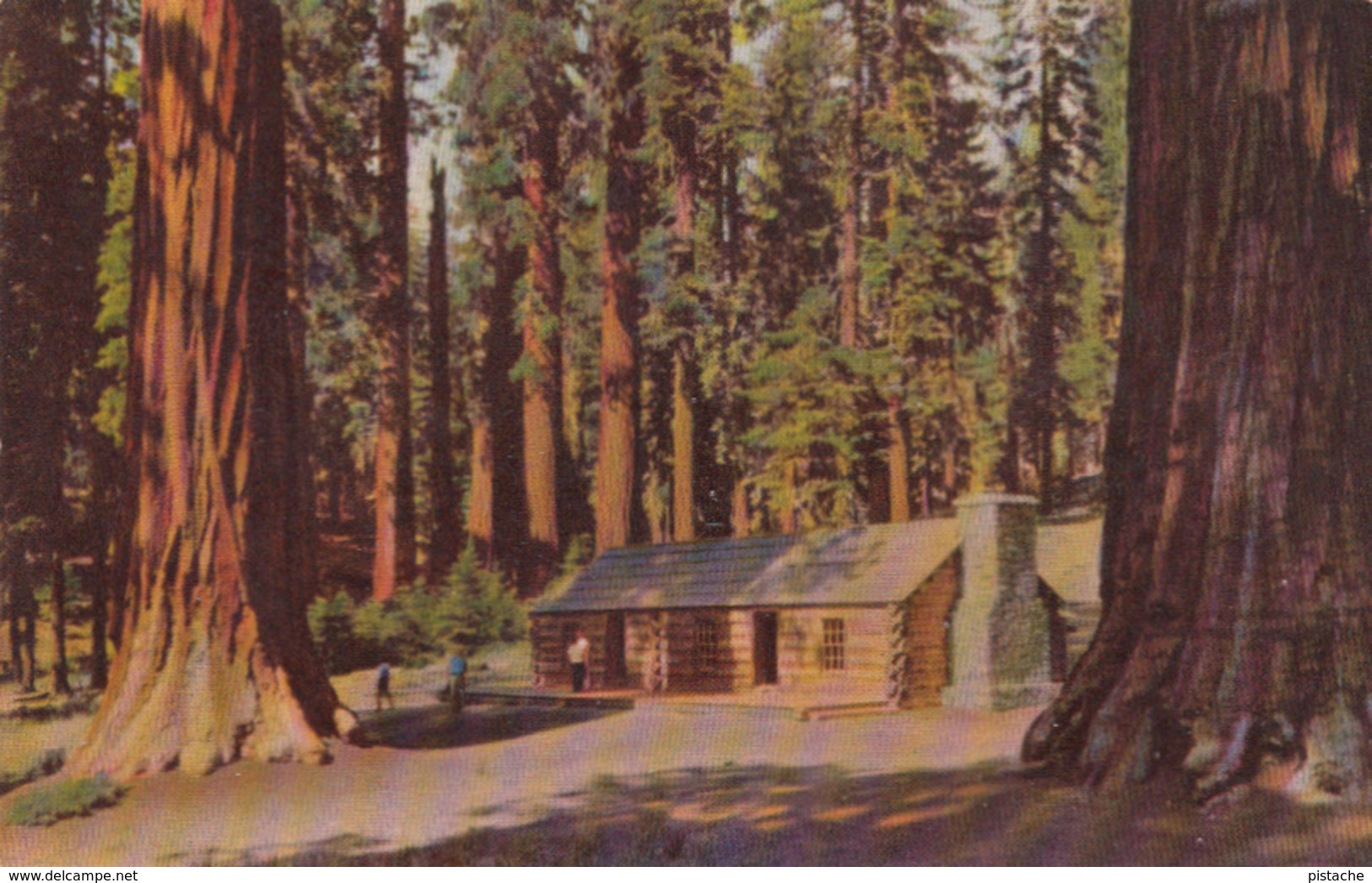 Yosemite National Park California USA - Mariposa Grove Of Big Trees - Stamp + Postmark 1957 - 2 Scans - USA National Parks