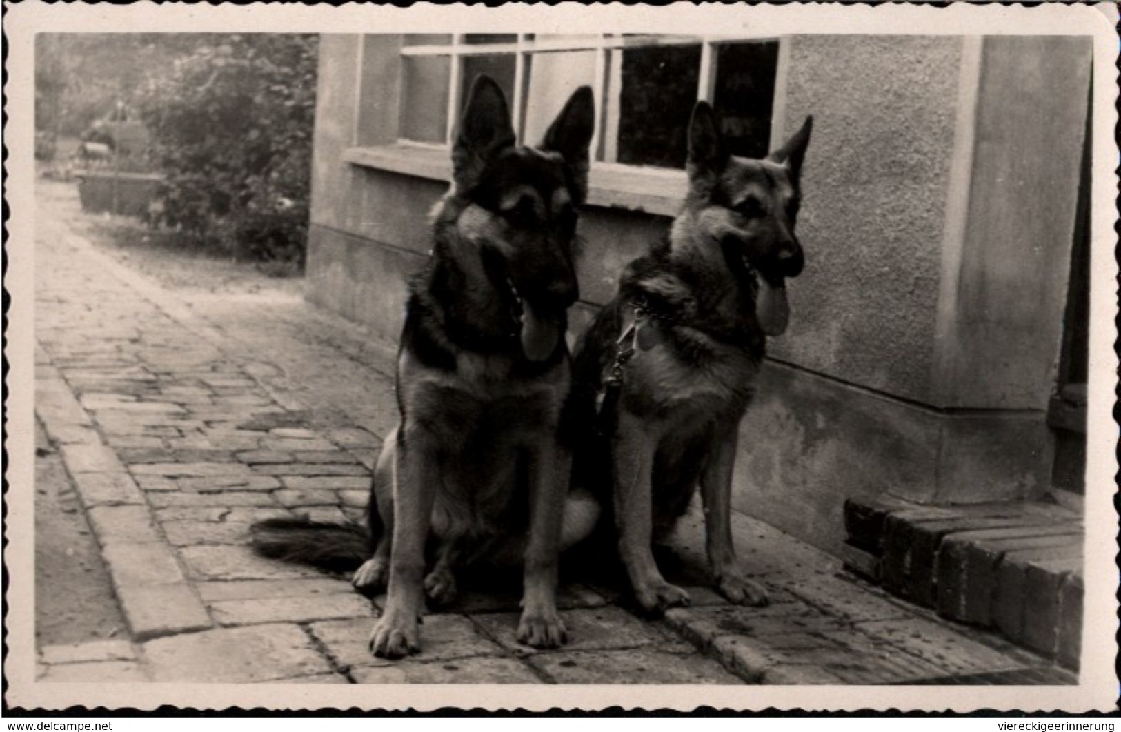 ! Photo, Fotokarte Berlin Mahlsdorf Schäferhunde, Dogs - Chiens