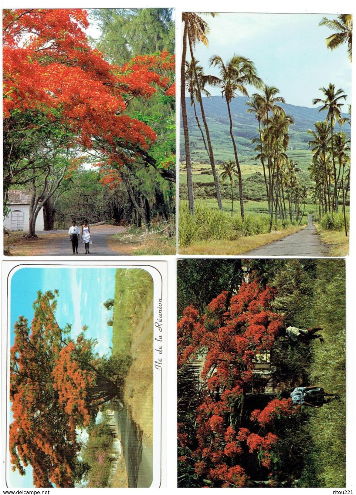 Lot 4 Cpm - ILE DE LA REUNION - Allée Cocotiers Case Créole Flamboyant En Fleur - Arbre Cocotier - Autres & Non Classés