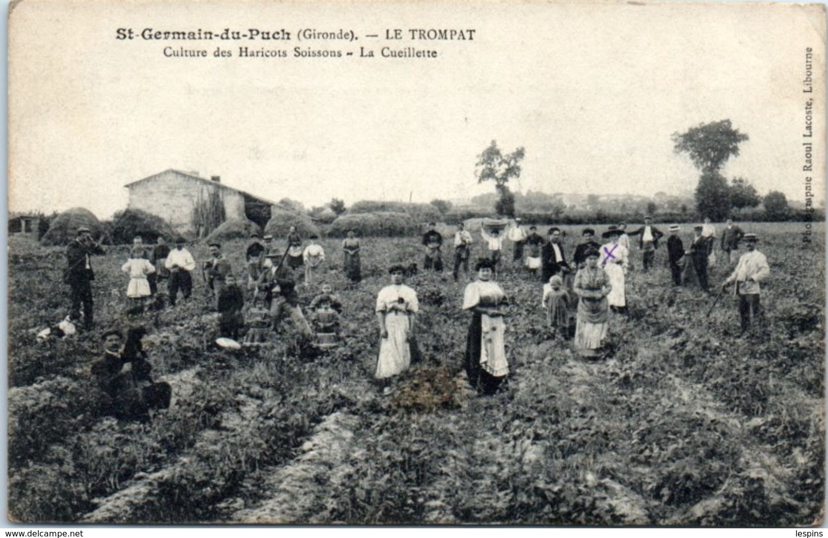 33 - SAINT GERMAIN Du PUCH --  Le TROMPAT --  Culture Des Haricots Soissons - La Cueillette - Autres & Non Classés