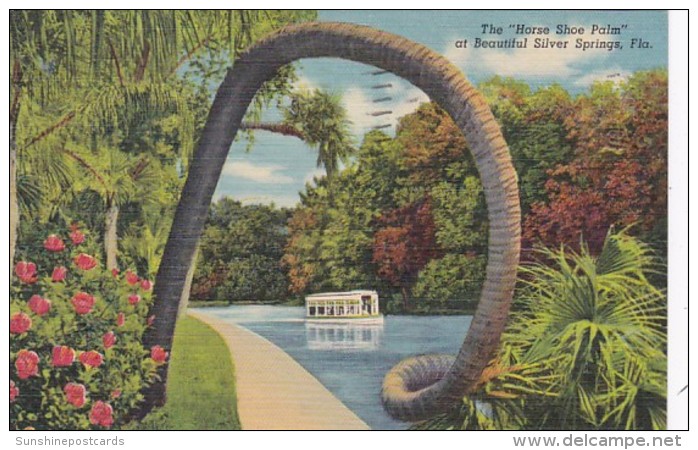 Florida Silver Springs The Horse Shoe Palm 1953 Curteich - Silver Springs