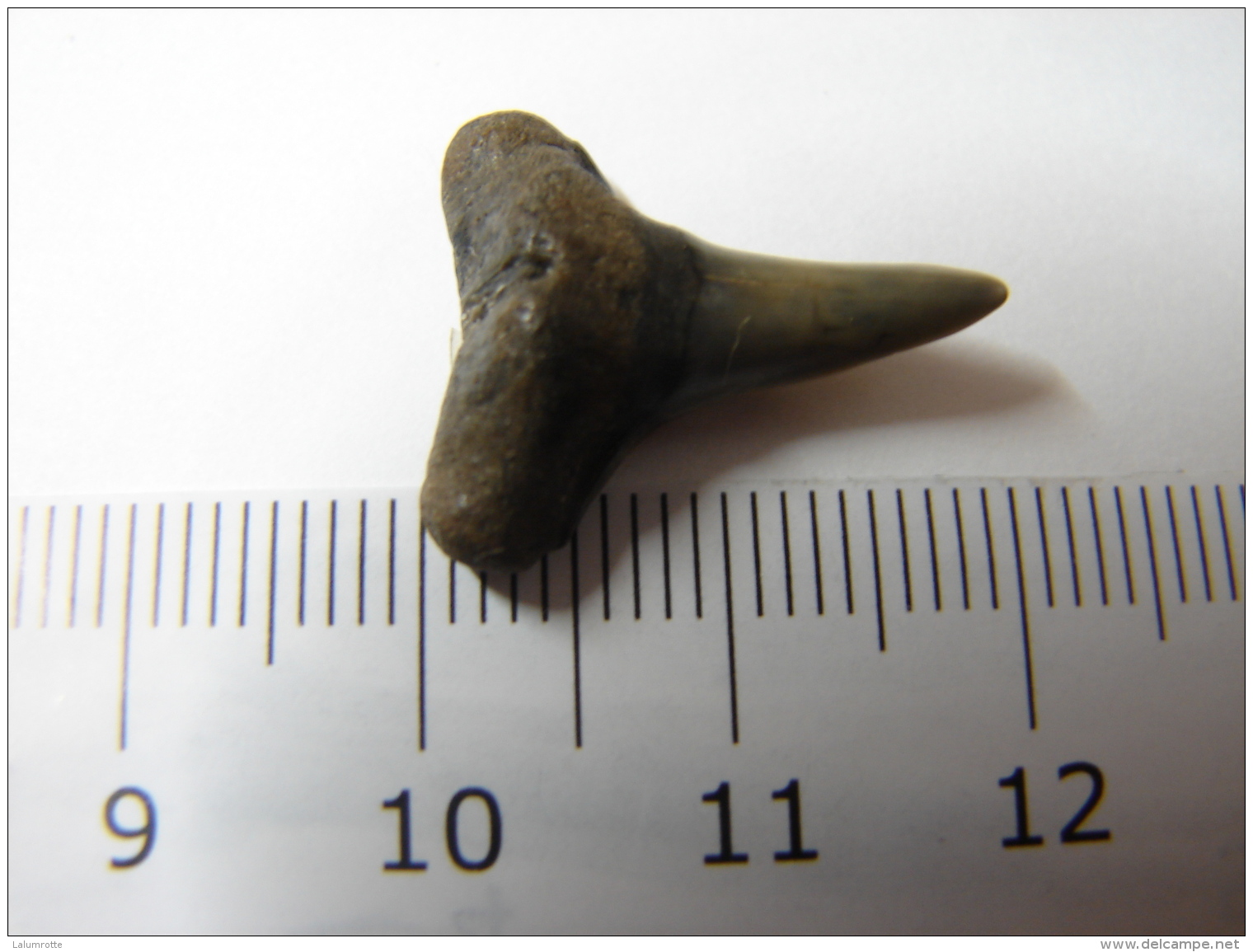 Fossile. 1. Dent De Requin Fossilisée. - Fossils