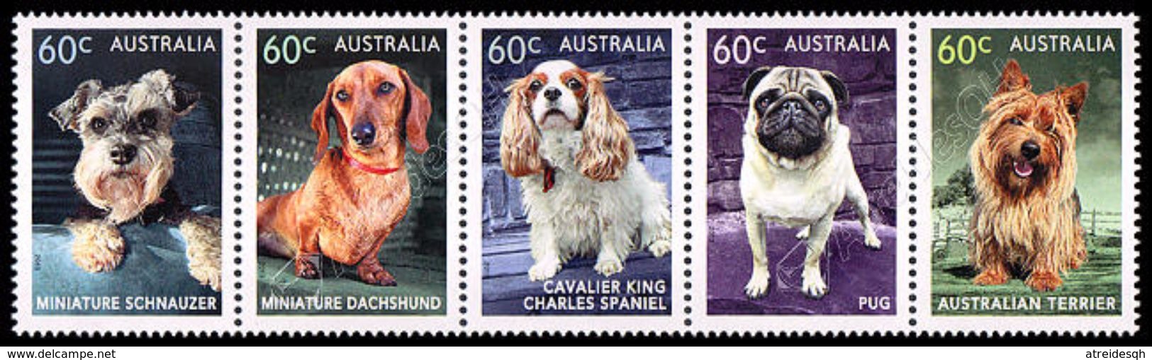 Australia 2013: Cani / Dogs ** - Dogs