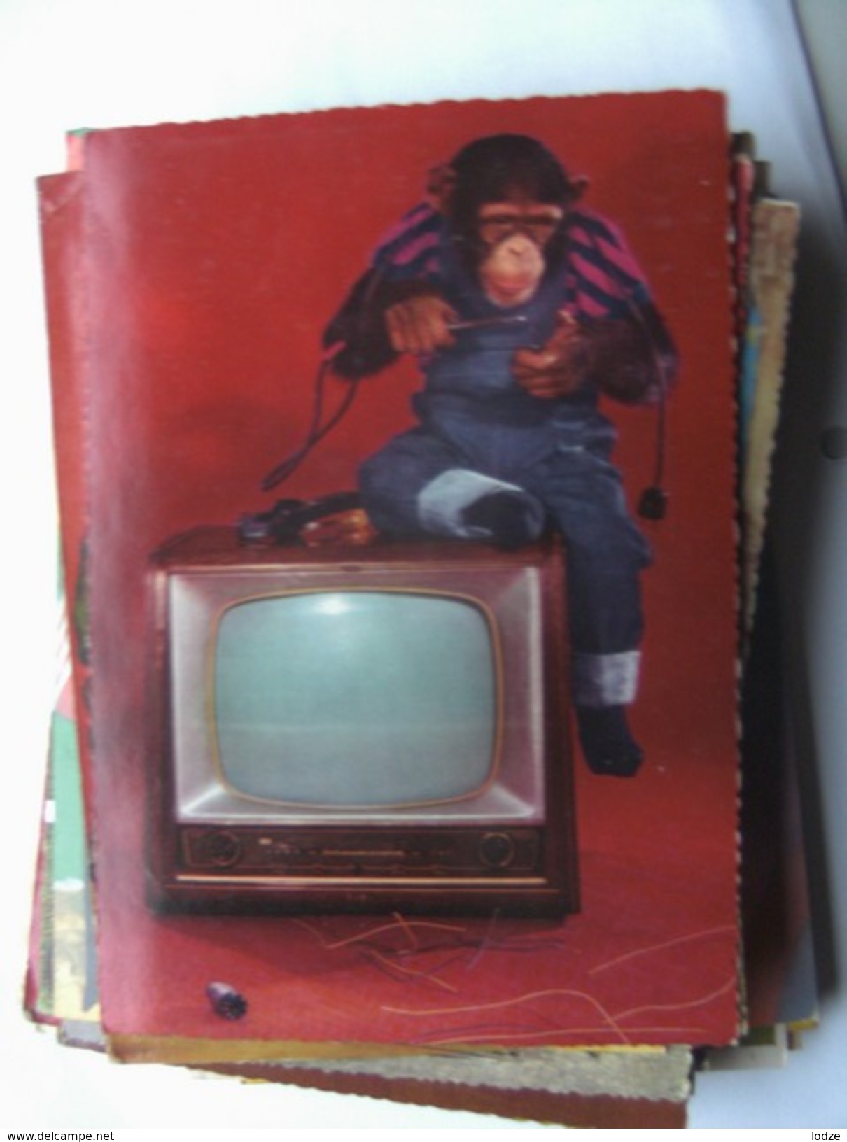 Monkey With Television - Dressed Animals