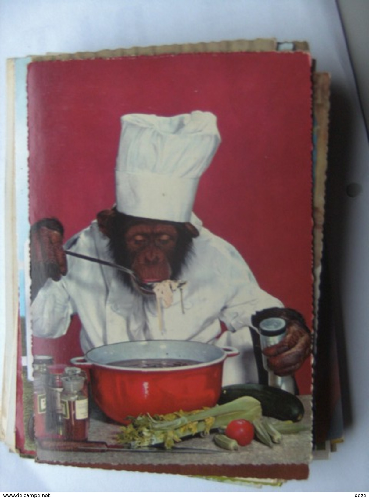 Monkey Is Cooking - Geklede Dieren