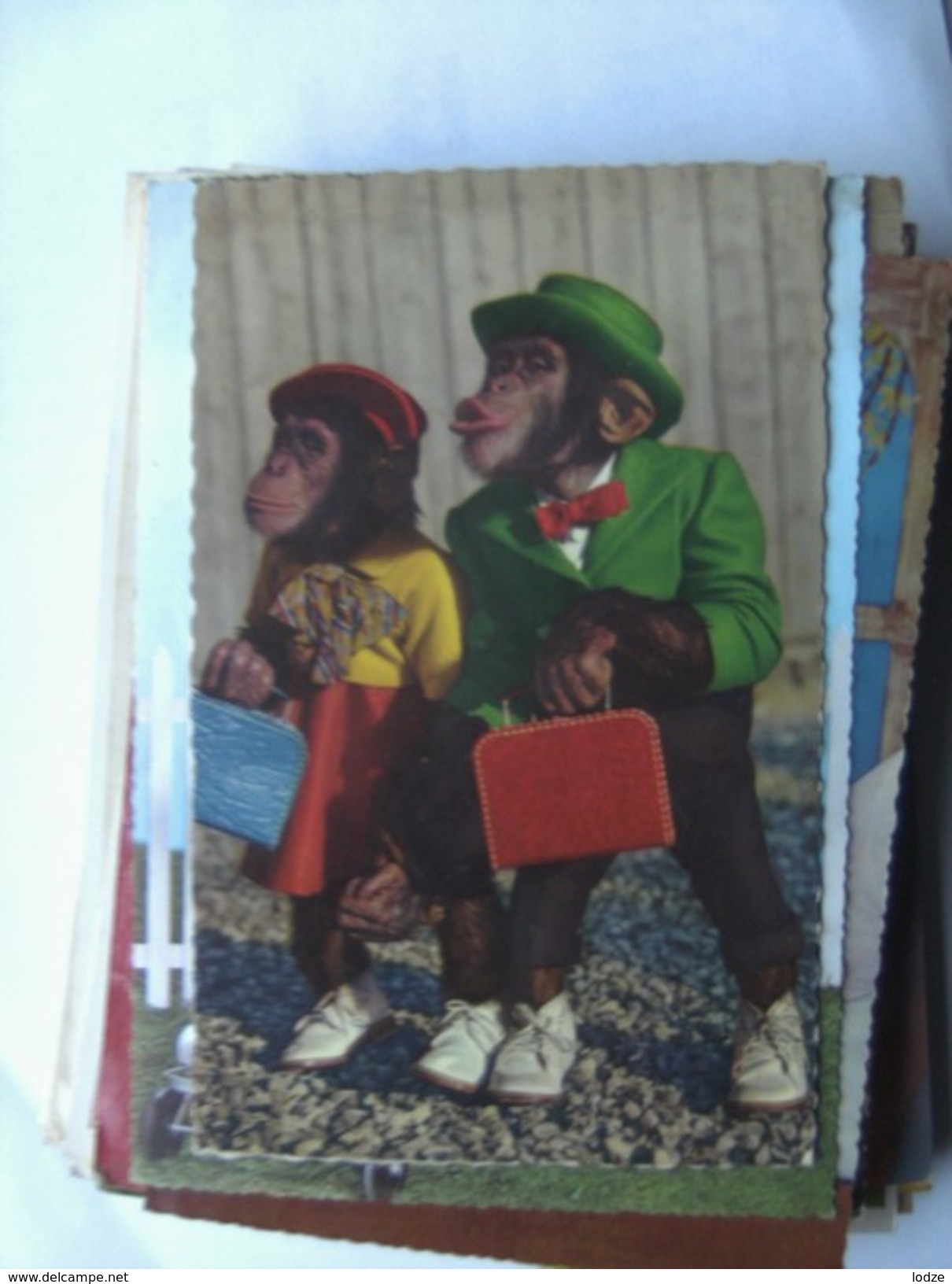 Monkey And Monkey Traveling - Geklede Dieren