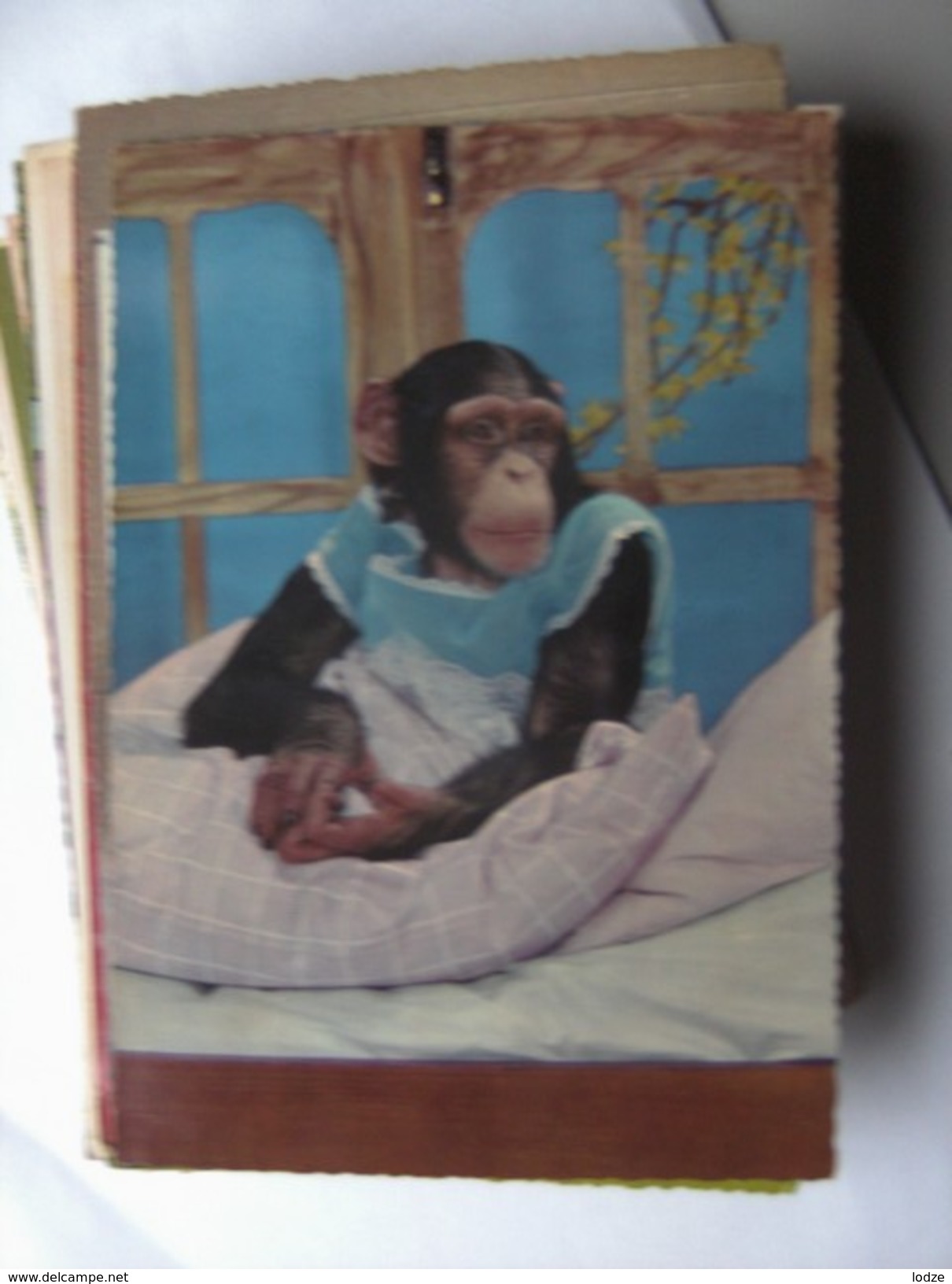 Monkey In Bed - Geklede Dieren