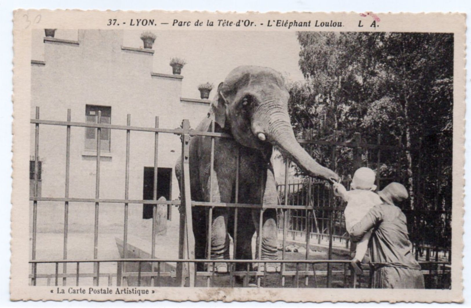 Rhône -  LYON - Parc De La Tête D'Or - L'Eléphant Loulou - 1934 - Autres & Non Classés