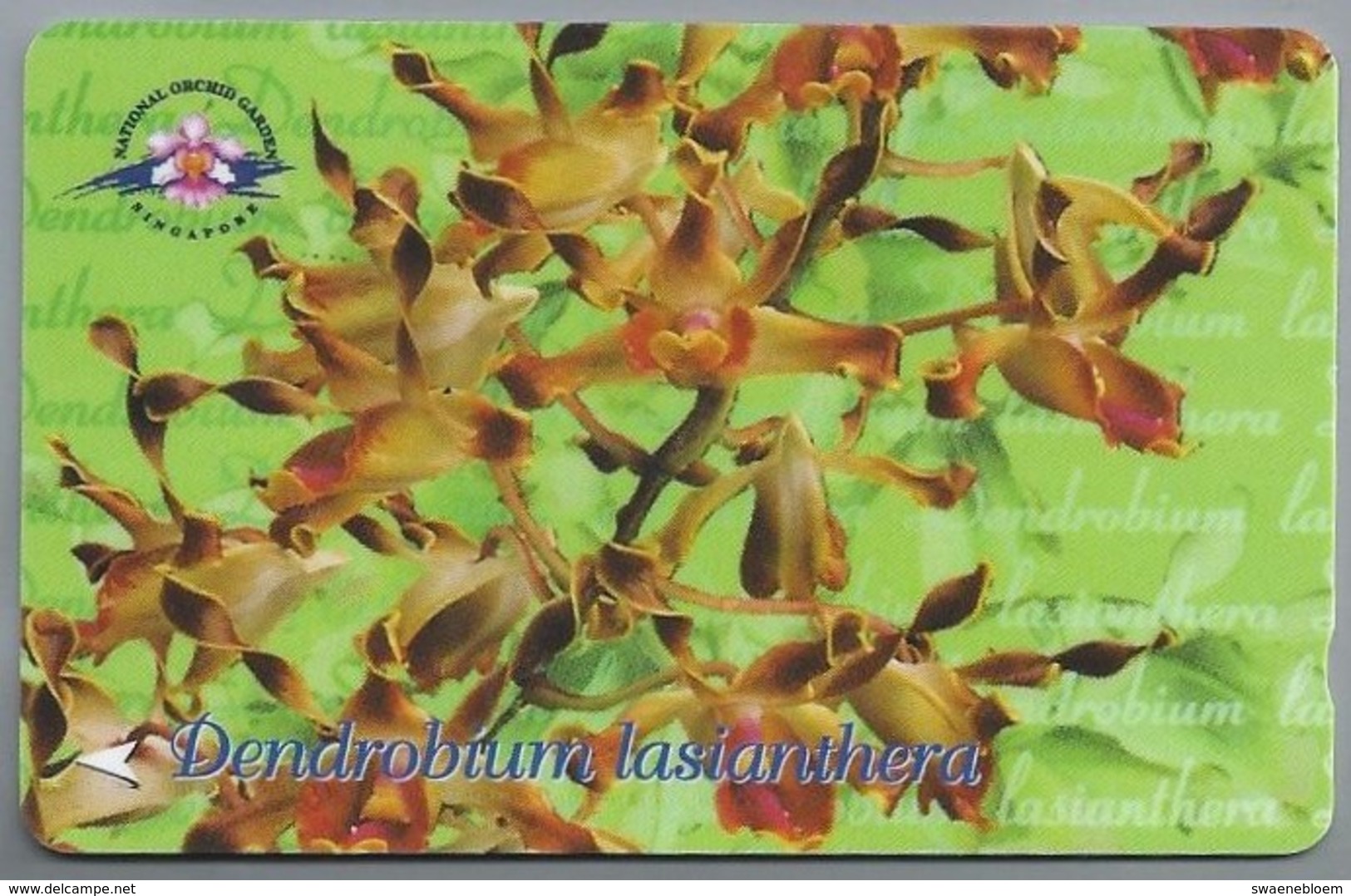 SG.- SINGAPORE TELECOM. $ 10. - Dendrobium Lasianthera.- National Orchid Garden. 154SIGA -. 2 Scans. - Flowers