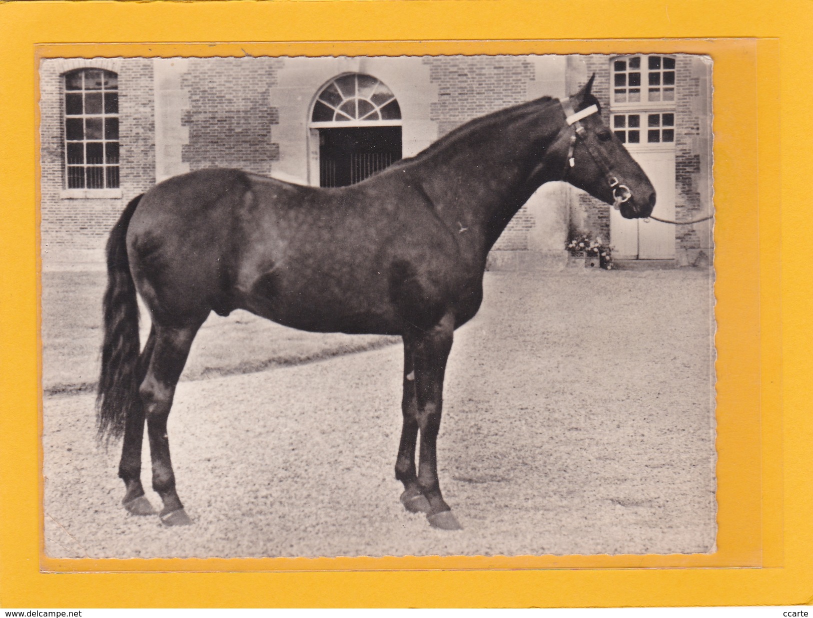 HIPPISME - HARAS - CHEVAUX - ETALONS - Elope, Etalon (Trotteurt Français) - CPSM Grand Format - Chevaux