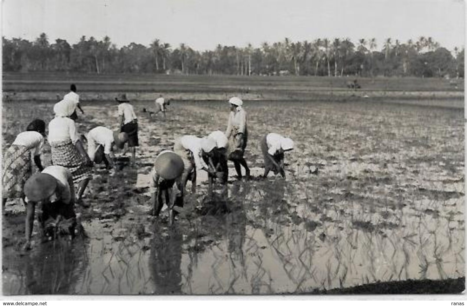 CPA Indonésie Asie Indonésia Inde Hollandaise Non Circulé Carte Photo Types Métier - Indonesien