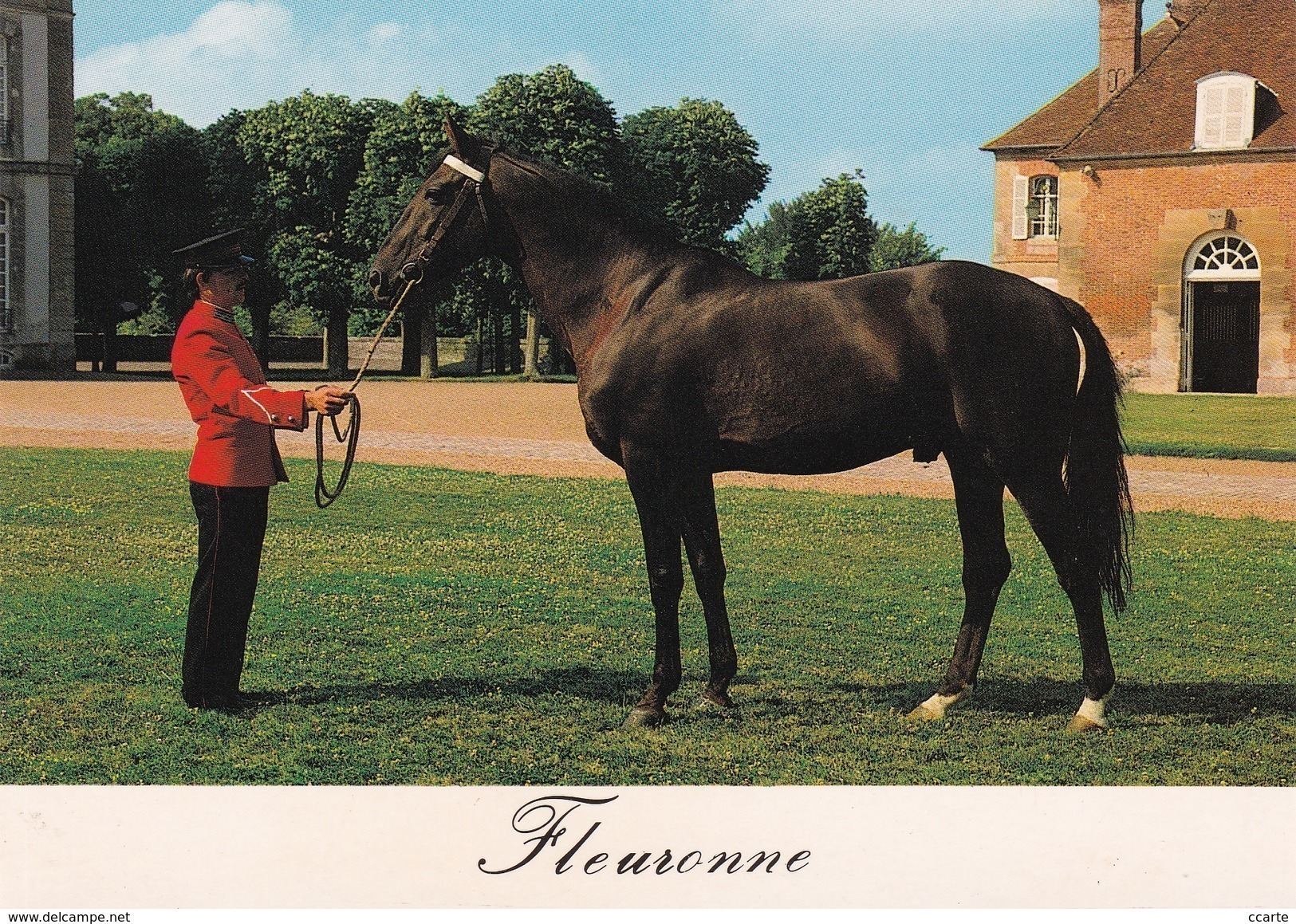 HIPPISME - HARAS - CHEVAUX - ETALONS - Fleuronne (Trotteur Français) - CPM - Caballos