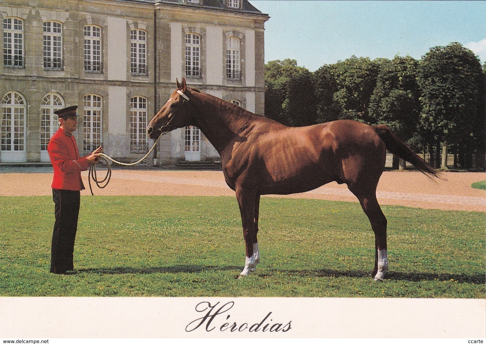 HIPPISME - HARAS - CHEVAUX - ETALONS - Hérodias (Pur Sang Anglais) - CPM - Chevaux