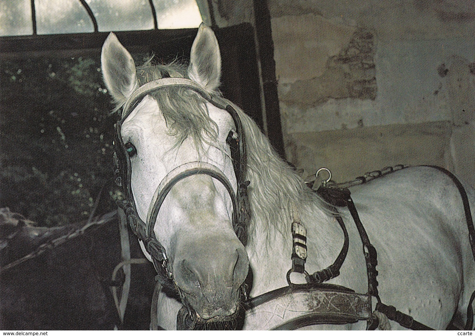 HIPPISME - CHEVAUX - TETE DE CHEVAL AU BOX HARNACHE- CPM - Chevaux