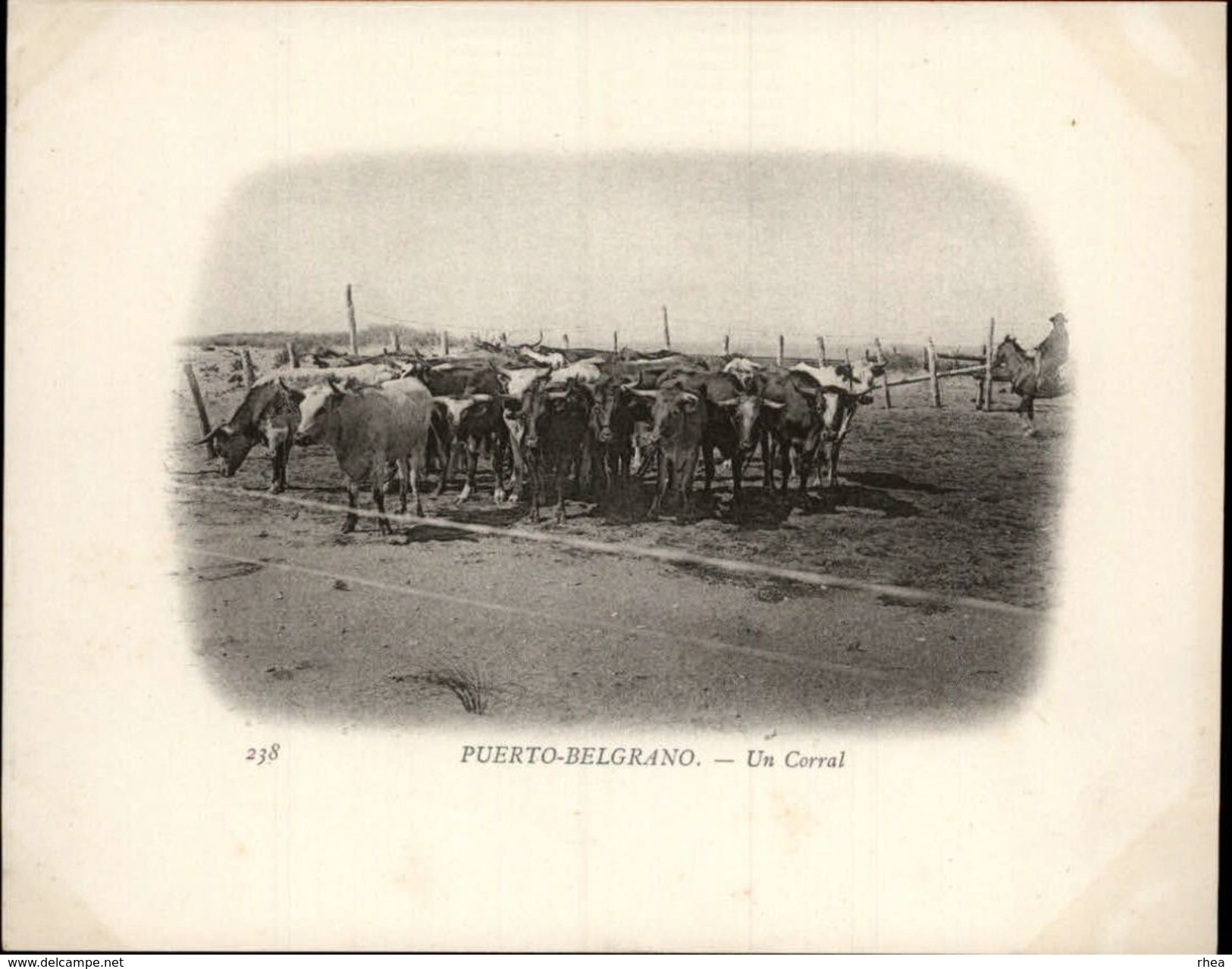 Campagne DUGUAY-TROUIN 1902-1903 - Expédition - ARGENTINE - Puerto Belgrano - Corral - Boeufs - Argentine