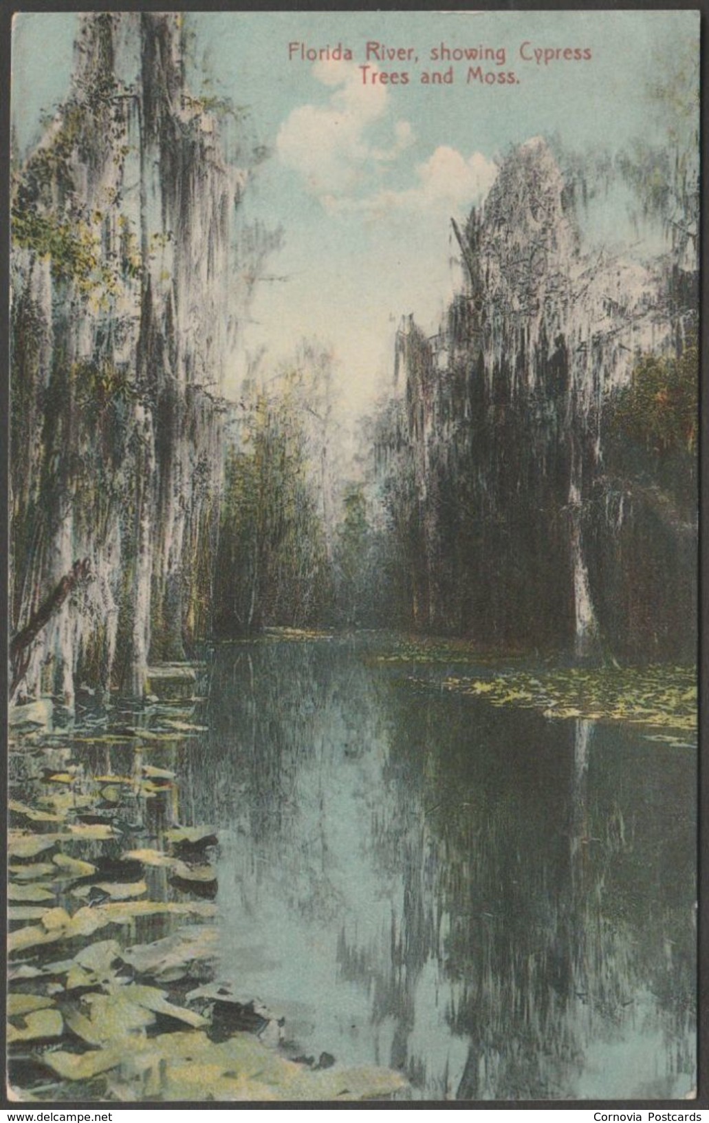 Florida River, Showing Cypress Trees And Moss, Florida, C.1910 - Hugh C Leighton Postcard - Other & Unclassified