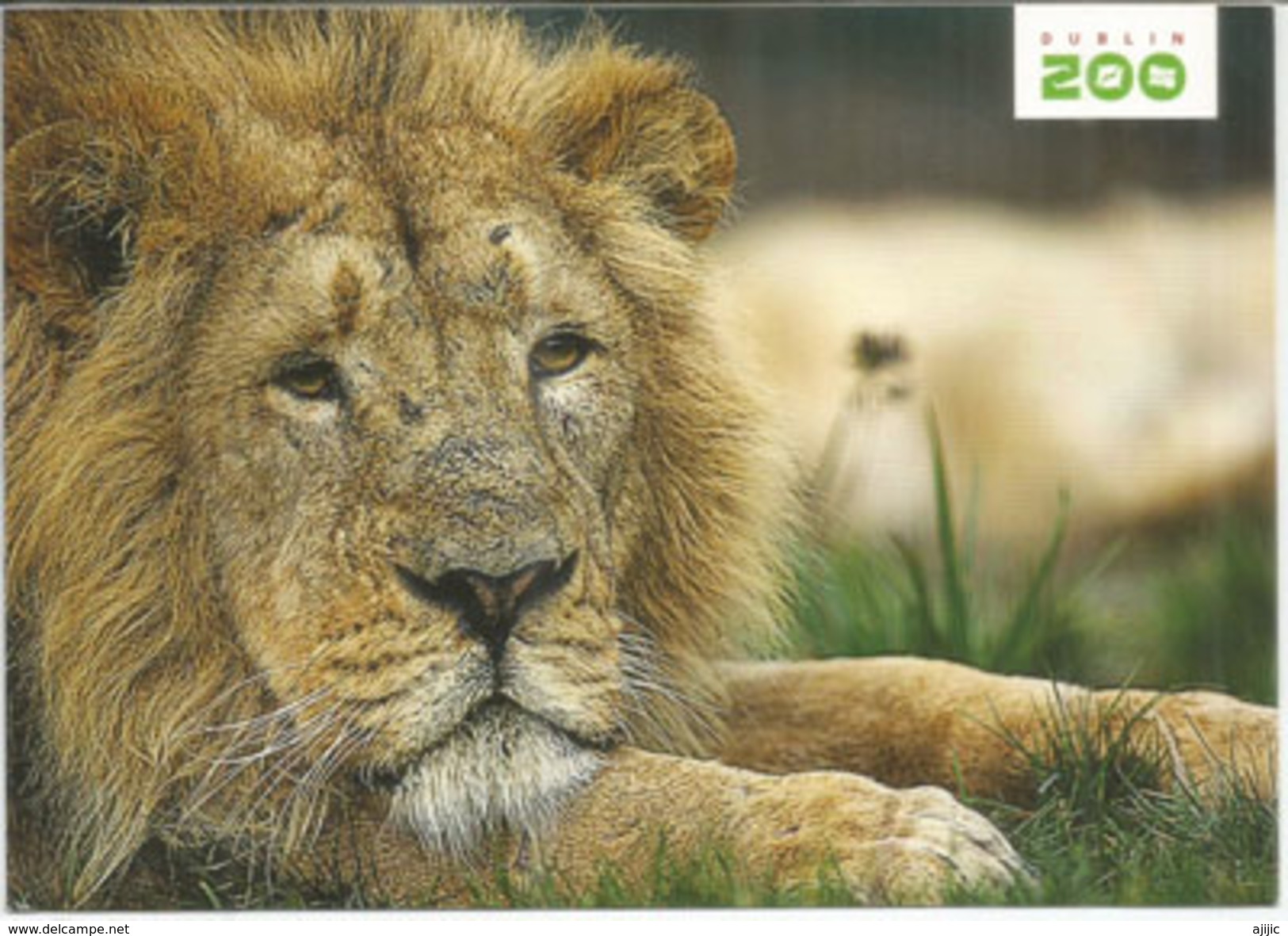 Lion Of The Dublin Zoo, Postcard From Dublin, Irland,  Sent To Andorra, With Arrival Postmark (stamp Killarney Park) - Lions