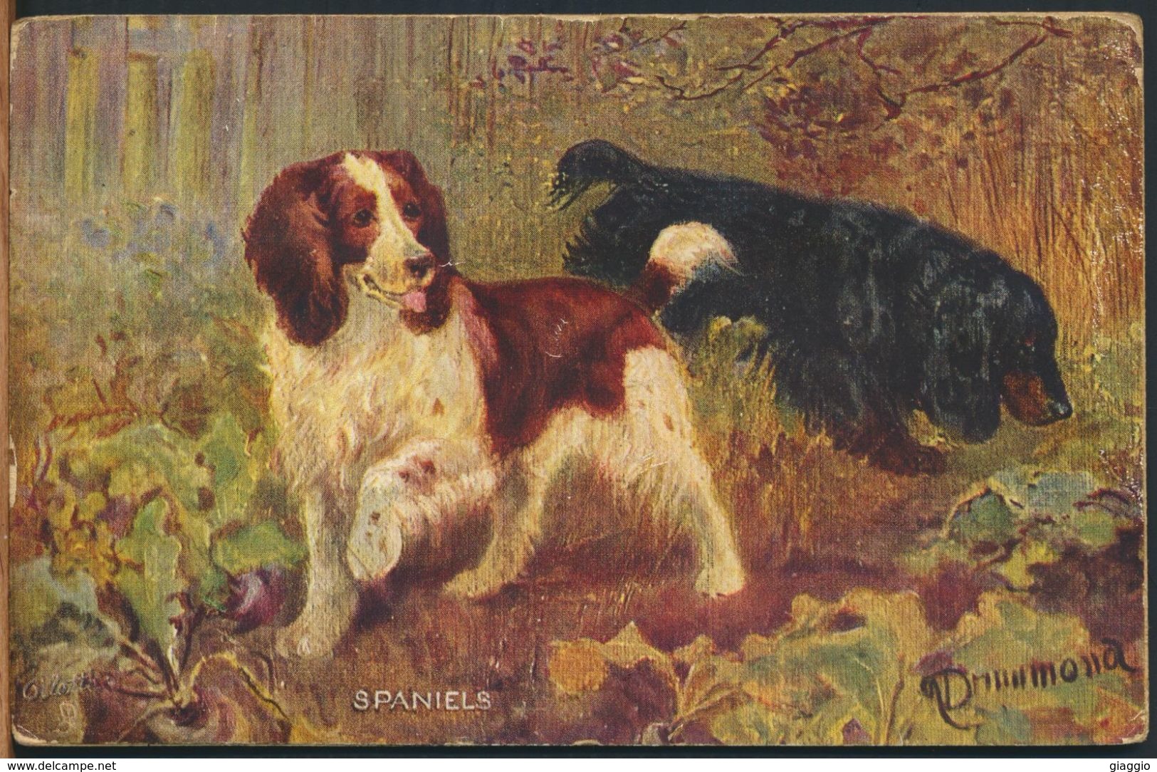 °°° 9930 - TUCK&SON OILETTE - DRUMMOND - SPANIELS - 1921 °°° - Tuck, Raphael