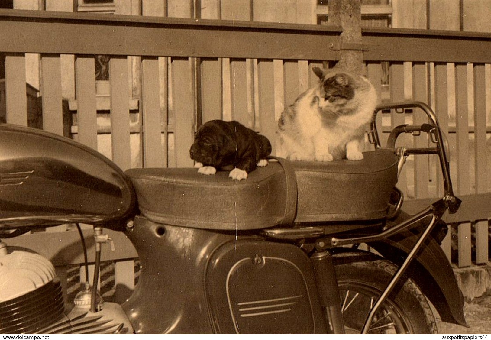 Amusante Photo Originale Motocyclisme & Pilotes Atypiques - Chat & Chiot Prêts Pour Le Départ ! 1950/60 - Wielrennen