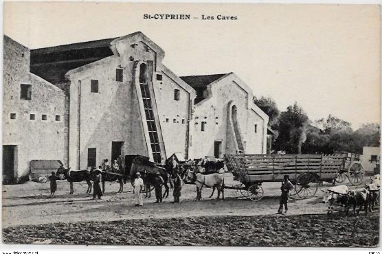 CPA Algérie Saint Cyprien Les Caves Non Circulé Attelage - Andere & Zonder Classificatie