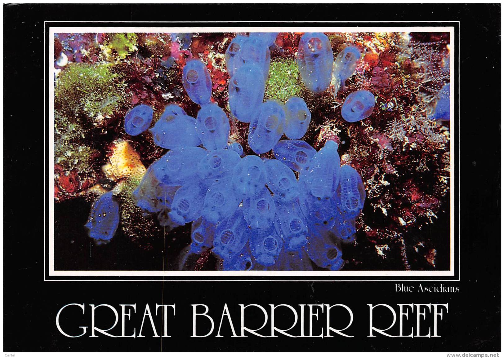 CPM - GREAT BARRIER REEF - Blue Ascidians Displaying Their Delicate Beauty. - Great Barrier Reef
