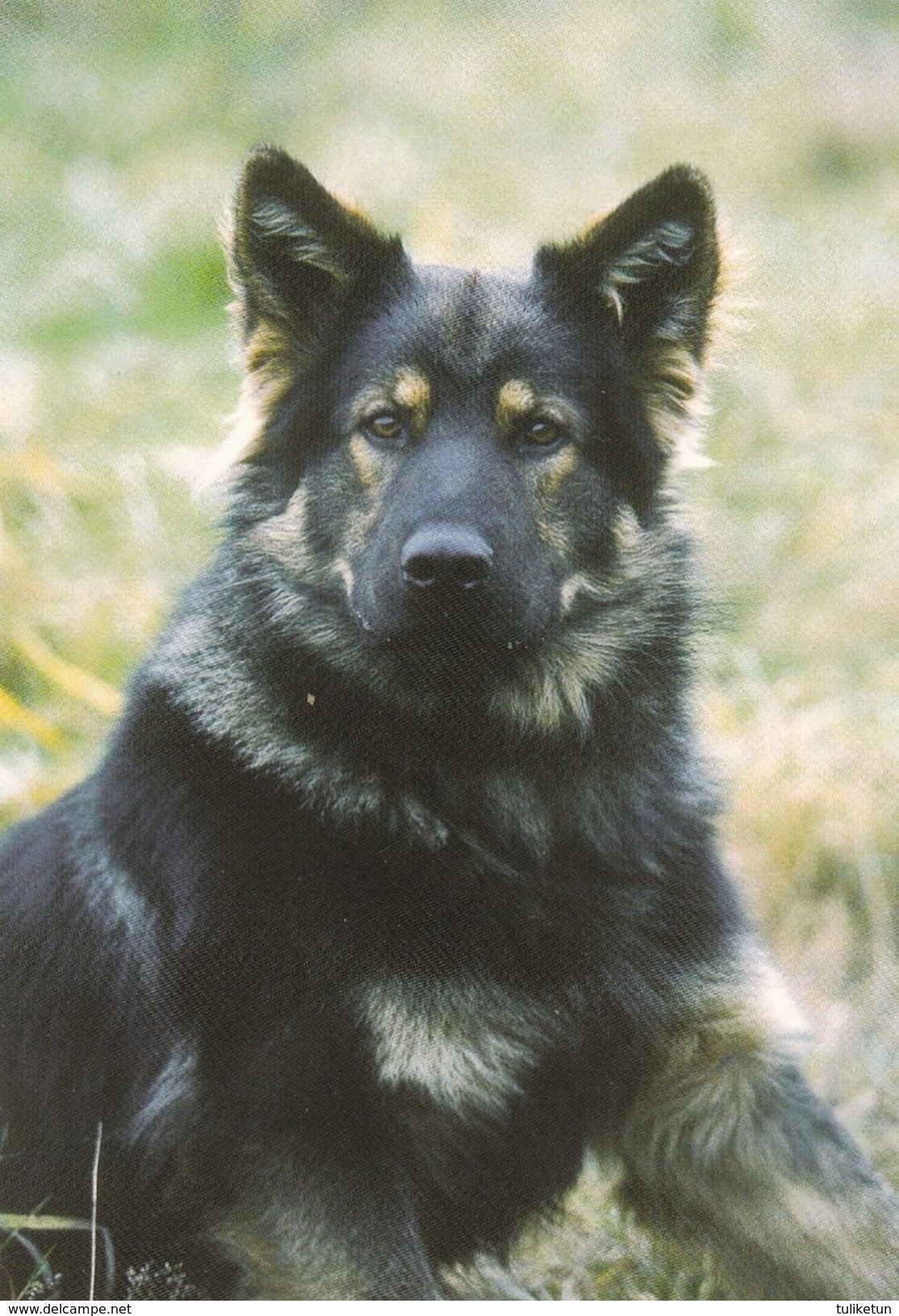 German Shepherd - Schäferhund - Alsatian - Berger Allemand - Dog - Chien - Cane - Hund - Hond - Perro - Chiens