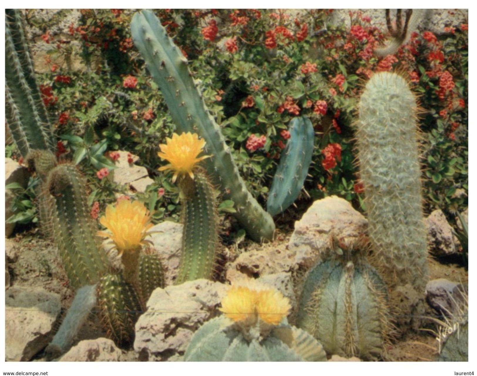 (M+S 315) Sanary Bandol Cactus Garden - Cactusses