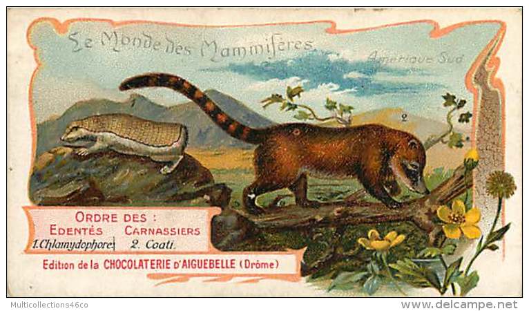 191217 CHROMO CHOCOLAT AIGUEBELLE Drôme - Monde Mammifères - AMERIQUE DU SUD Ordre Des édentés Carnassiers Coati - Aiguebelle