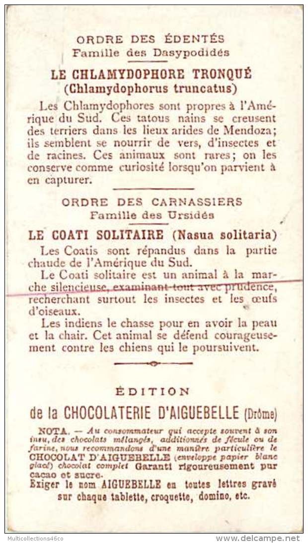 191217 CHROMO CHOCOLAT AIGUEBELLE Drôme - Monde Mammifères - AMERIQUE DU SUD Ordre Des édentés Carnassiers Coati - Aiguebelle