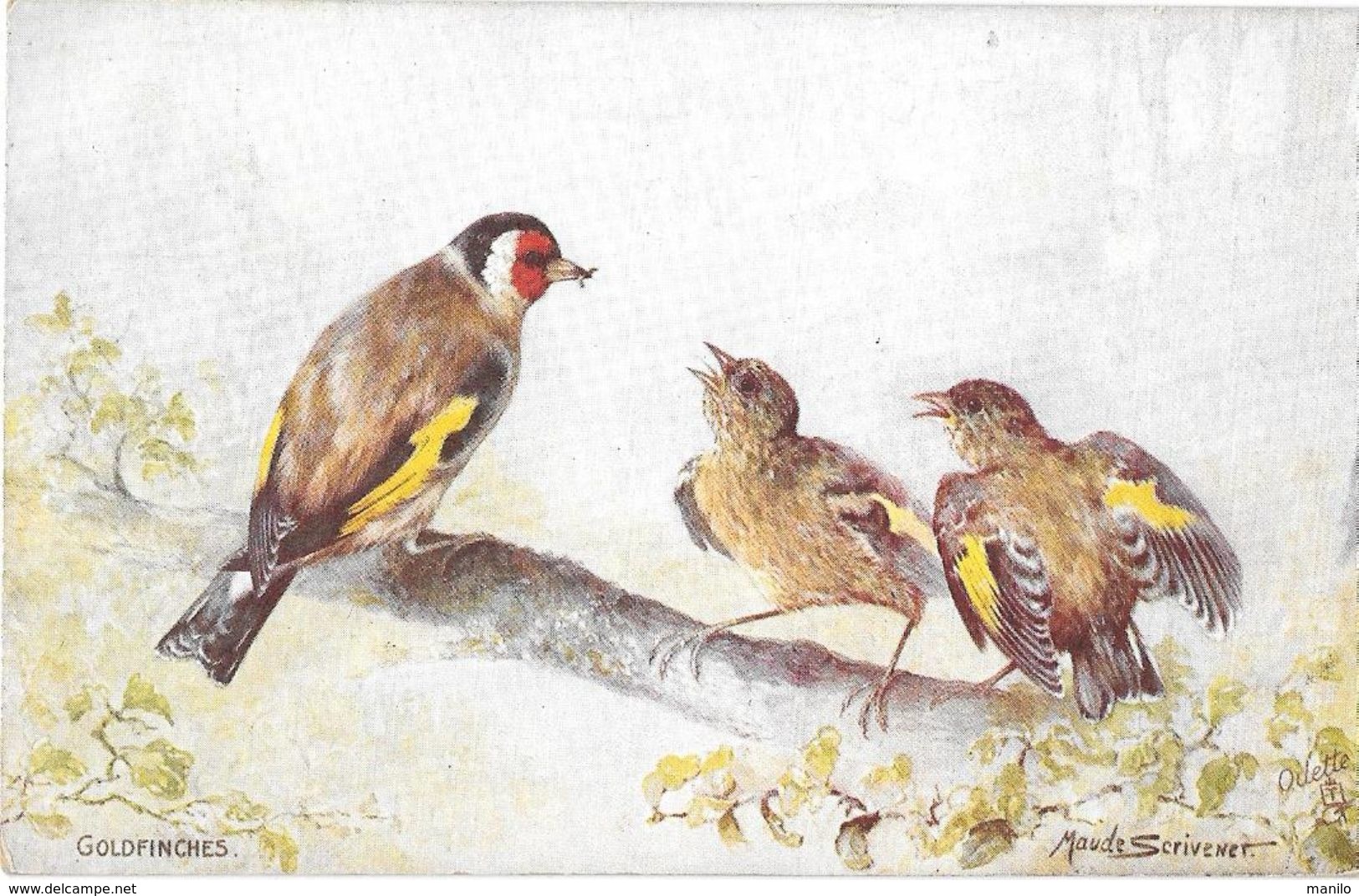 R. TUCK "OILETTE" N° 9303 - BRITISH BIRDS Séries III - GOLDFINCHES - MAUD SCRIVENET - - Tuck, Raphael