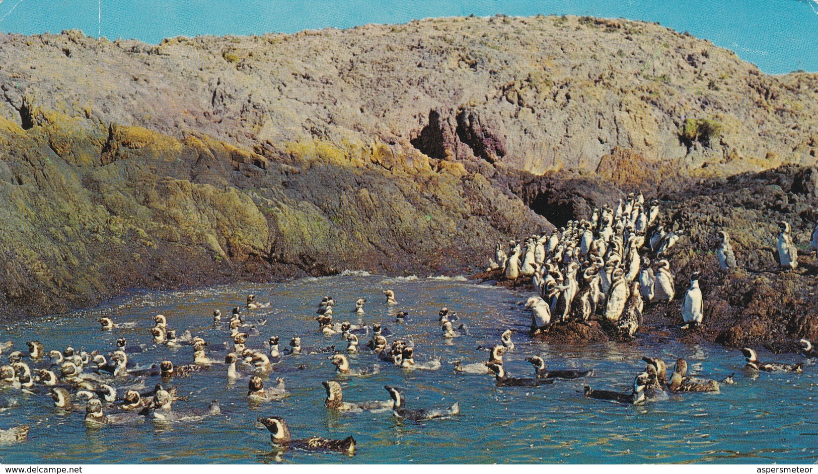 CAMARONES, CHUBUT, PINGUINERA. EDICIONES FOTO LIZ COLOR. ARGENTINE -BLEUP - Argentine