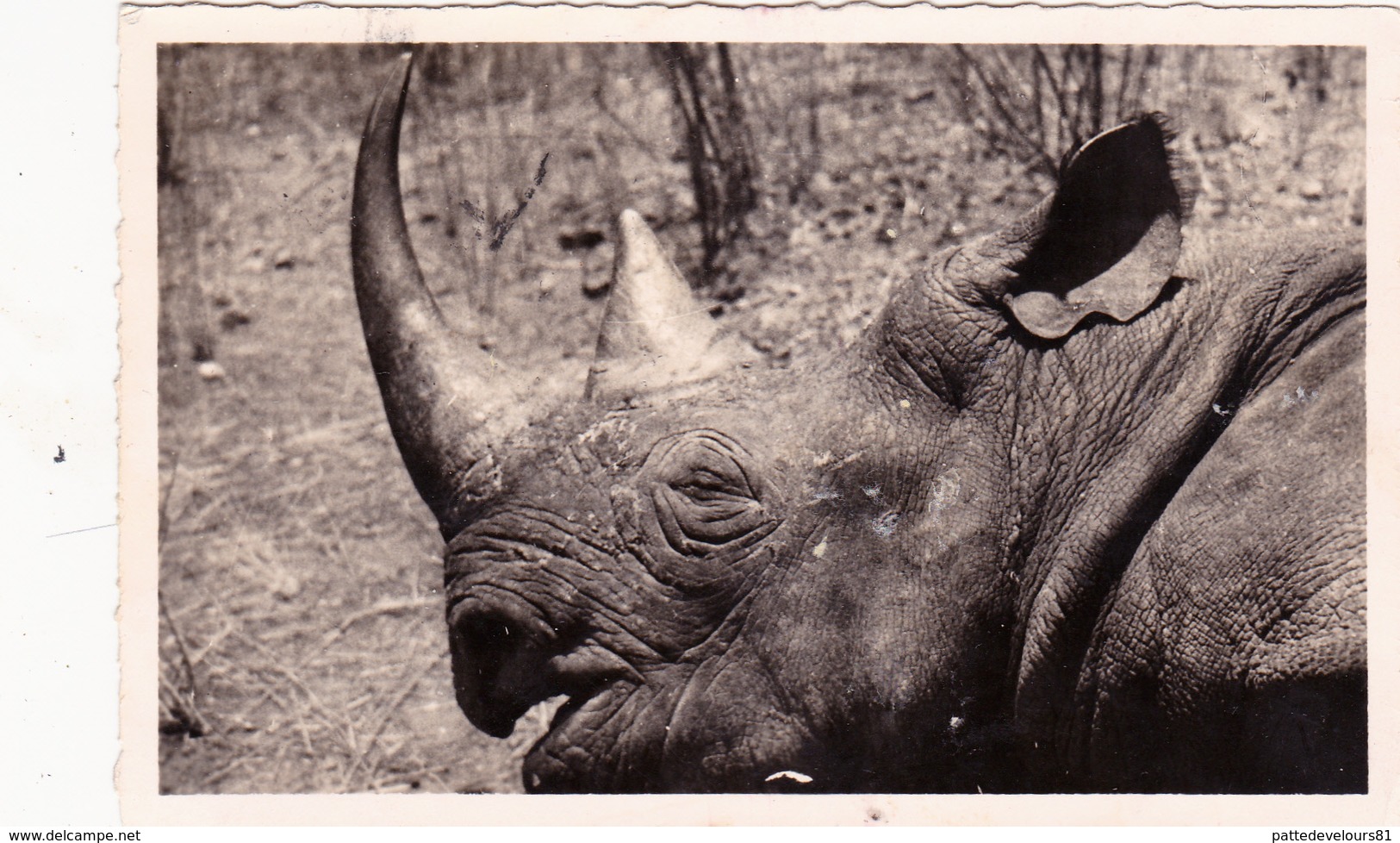 CPSM CAMEROUN Animal Sauvage Rhinocéros D' Afrique Nashorn Rinoceronte Hocopor - Rhinocéros