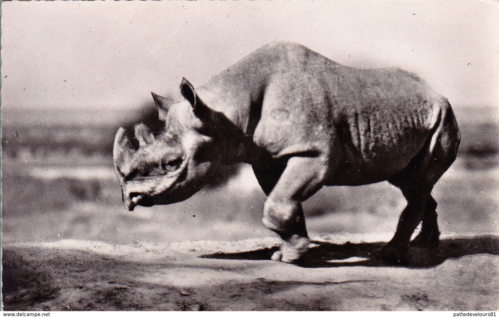 CPSM Animal Sauvage Rhinocéros Noir D' Afrique Nashorn Rinoceronte Hocopor - Rhinocéros