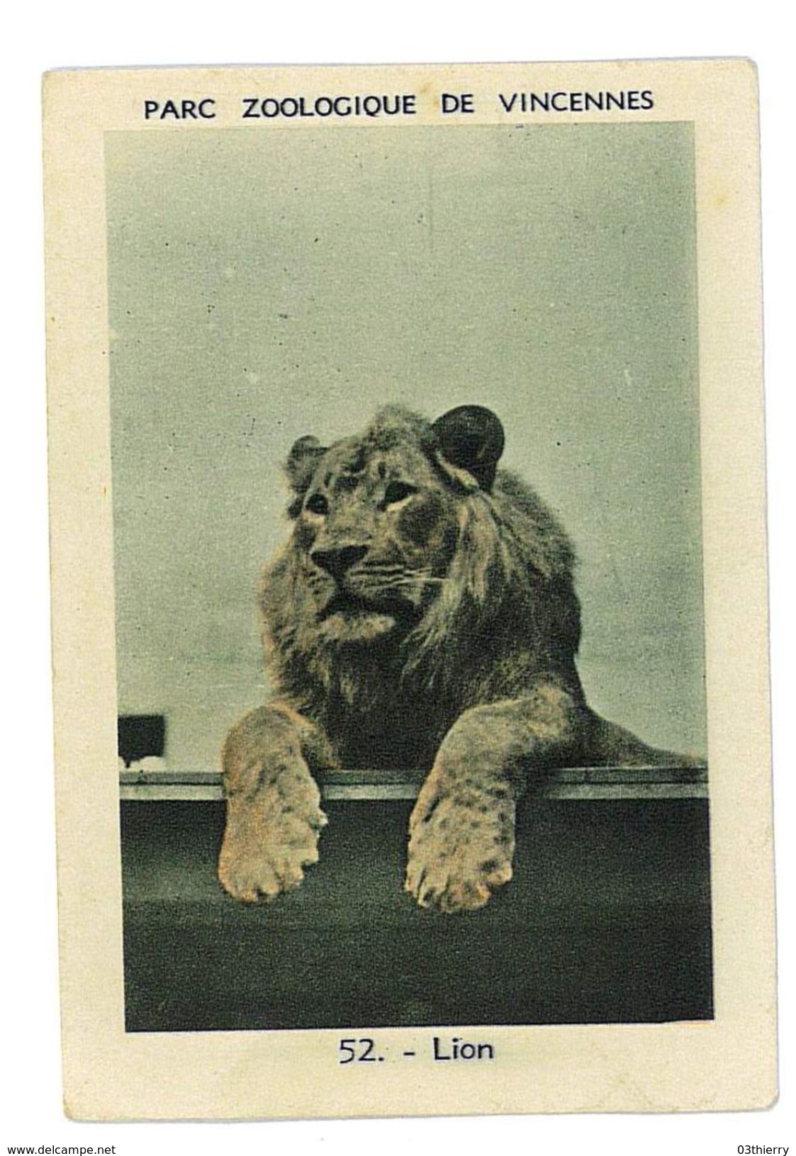 CHROMO IMAGE PARC ZOOLOGIQUE DU BOIS DE VINCENNES N°52 LION - Autres & Non Classés