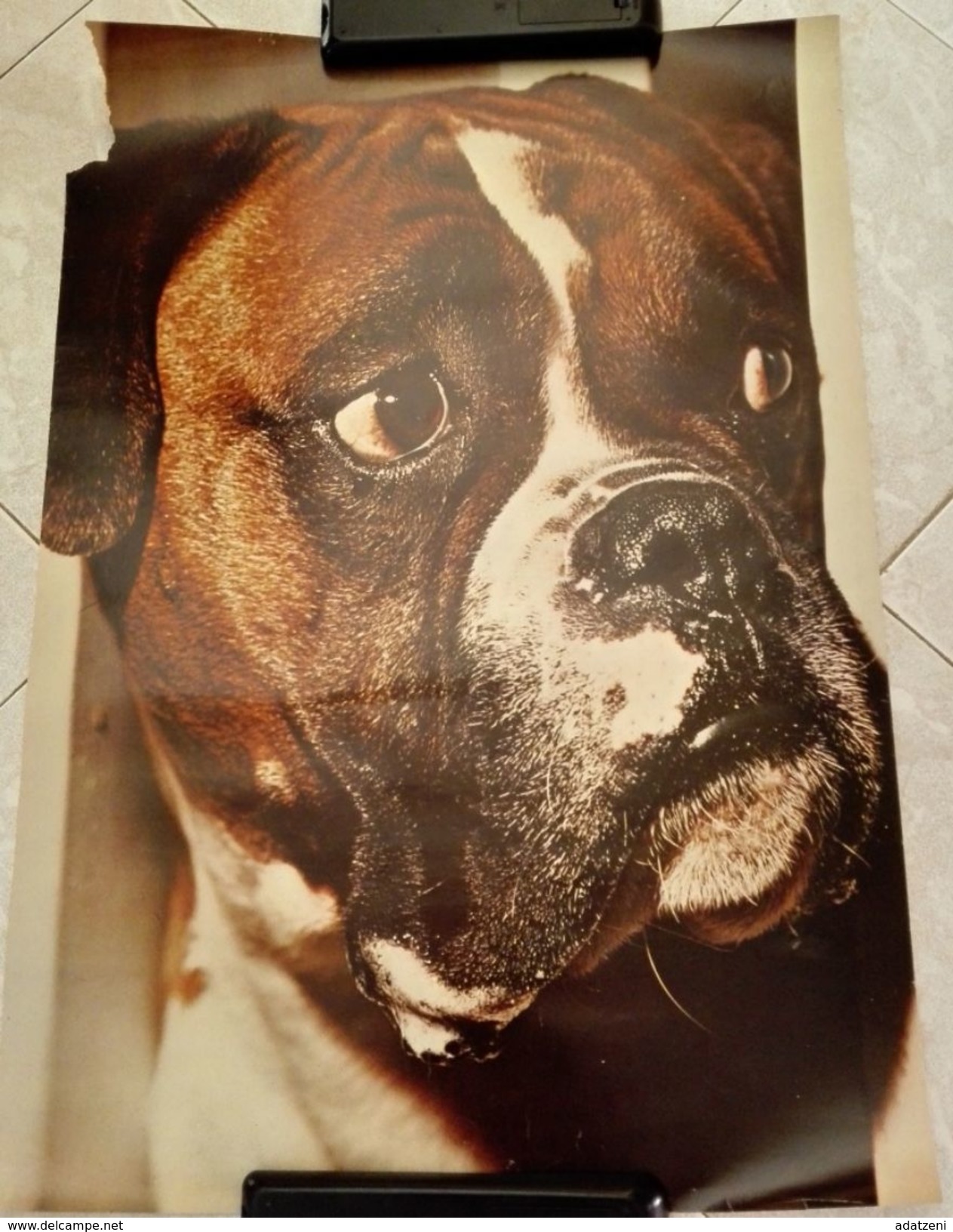 LOCANDINA CANE BOXER DIMENSIONI CM 68X48 - Affiches